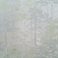 Forest AR11218-04